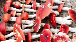 this is not a mushroom but a flock of birds