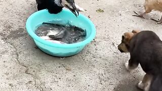 The bird are hungry