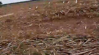 white crane