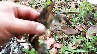 freshwater lobster