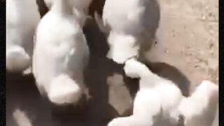 Funny video