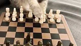 cat playing chess