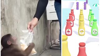 Human gift monkey eating