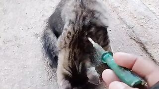Kitten 11