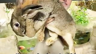 Uncle_devoted_his_life_to_zoo_#animals_#pets_#cute_#shorts(480p).
