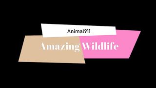 Amazing Wildlife
