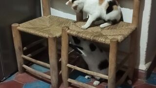قطط جميلة تلعب
