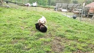 f1.