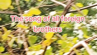 The song of all foreign brothers