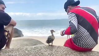 When Animals Become Soulmates with Their Humans ????