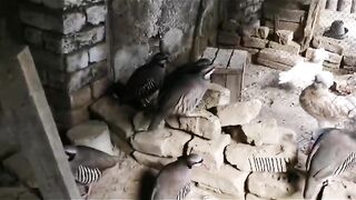 Birds that look beautiful