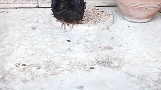 In the farm