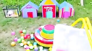 World Cute Chickens, Colorful Chickens, Rainbow Chickens, Cute Ducks, Cute cats,Rabbits,Animals cute