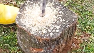 remove a tree stump
