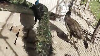 The peacock aviary