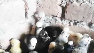 Children of chicken