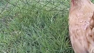 Sir par taj hay ll chicken breed