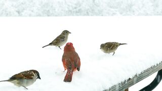 Beautiful Bird playing✅