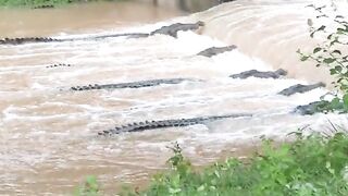 Crocodiles also need to enjoy life ???????? - Funny Videos