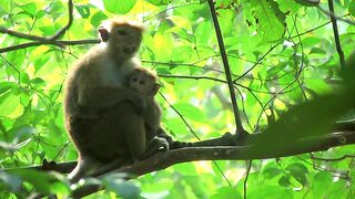 Two monkeys