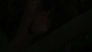 Beautiful Birds in the Wild