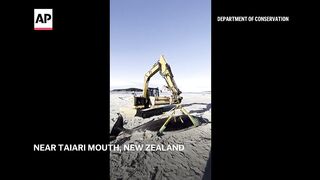 WATCH_ World’s rarest whale found on New Zealand beach, possibly shedding clues on species.
