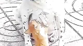 try_not_to_laugh__..._funny_dogs_and_cats(480p).