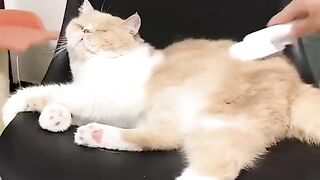 Chom Chom Roller Pet Hair Remover and Reusable Lint Roller - ChomChom Cat and Dog Hair Remover for Furniture,