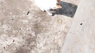 Animal 68