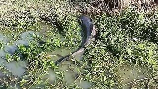How to catch trout Catching season fishing unique village fishing videos