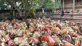Party Today on Bali