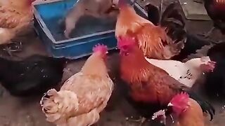 A group of chickens organized illegal dog fights
