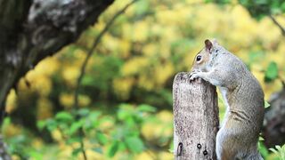 Squirrels are very adorable Animal