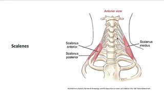 Bones analysis