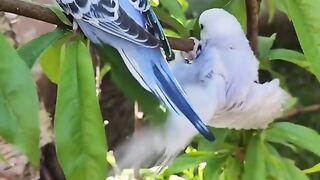 طائر البادجي طيور الجنة بيبي