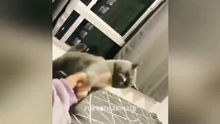 Прикол и коты