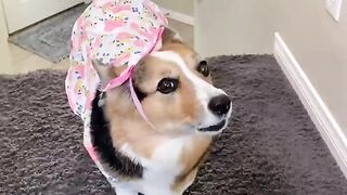 Собачка 4