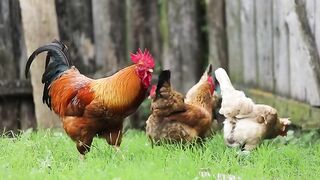 200 Pcs Fresh Farm Eggs Handling Instructions 2 x 3.5 Inches Eggs