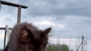 Черный кот