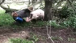 Dog_alerts_farmer_to_emergency_#wool_#farmlife(480p).