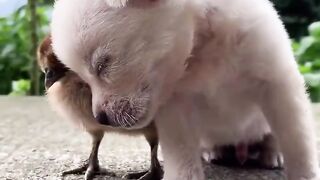 Entertained with the Most Adorable and Captivating Animal Videos