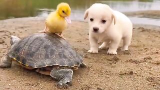 Cute Dog and Dack cahcwa