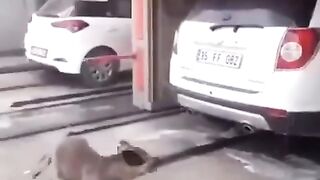 Funny animals 172