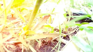 Rumput Yang Hijau