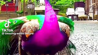 Le cri de l'oiseau