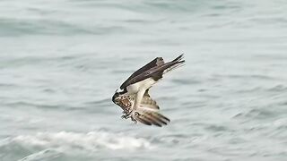 L'intelligence de l'oiseau