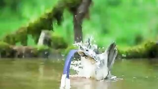 most-beautiful-birds-in-the-world