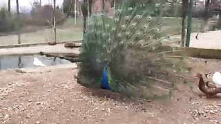 the-most-beautiful-bird-that-likes-to-show