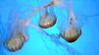 jellyfish-in-stunning