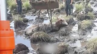 Rescuing a cow trapped in mud!